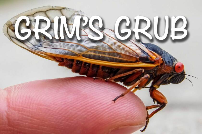Grim's Grub: How 'bugs' became the epitome of upper-class eating - Pine ...