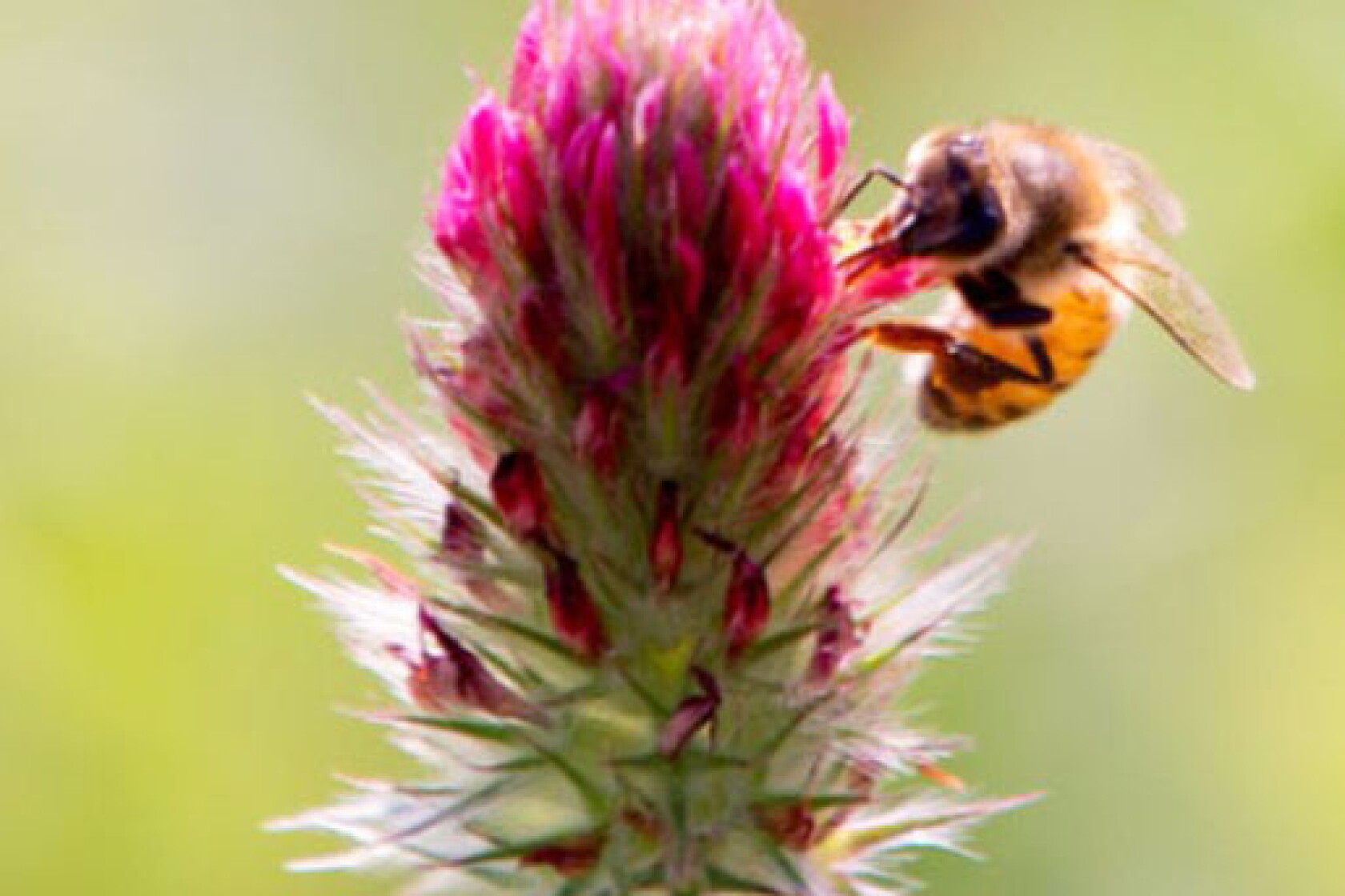 Trott column: Join the buzz! University of Minnesota’s free pollinator ...
