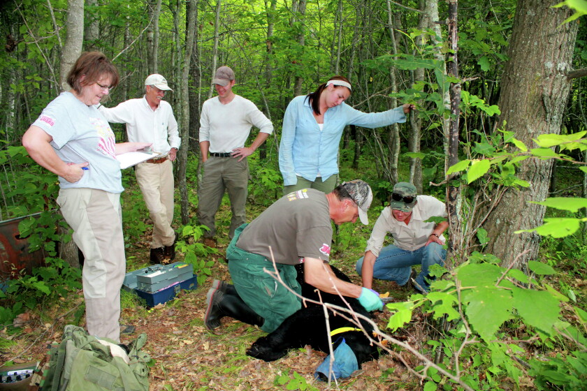 Camp Ripley Environmental Team continues Black Bear survey - Brainerd ...