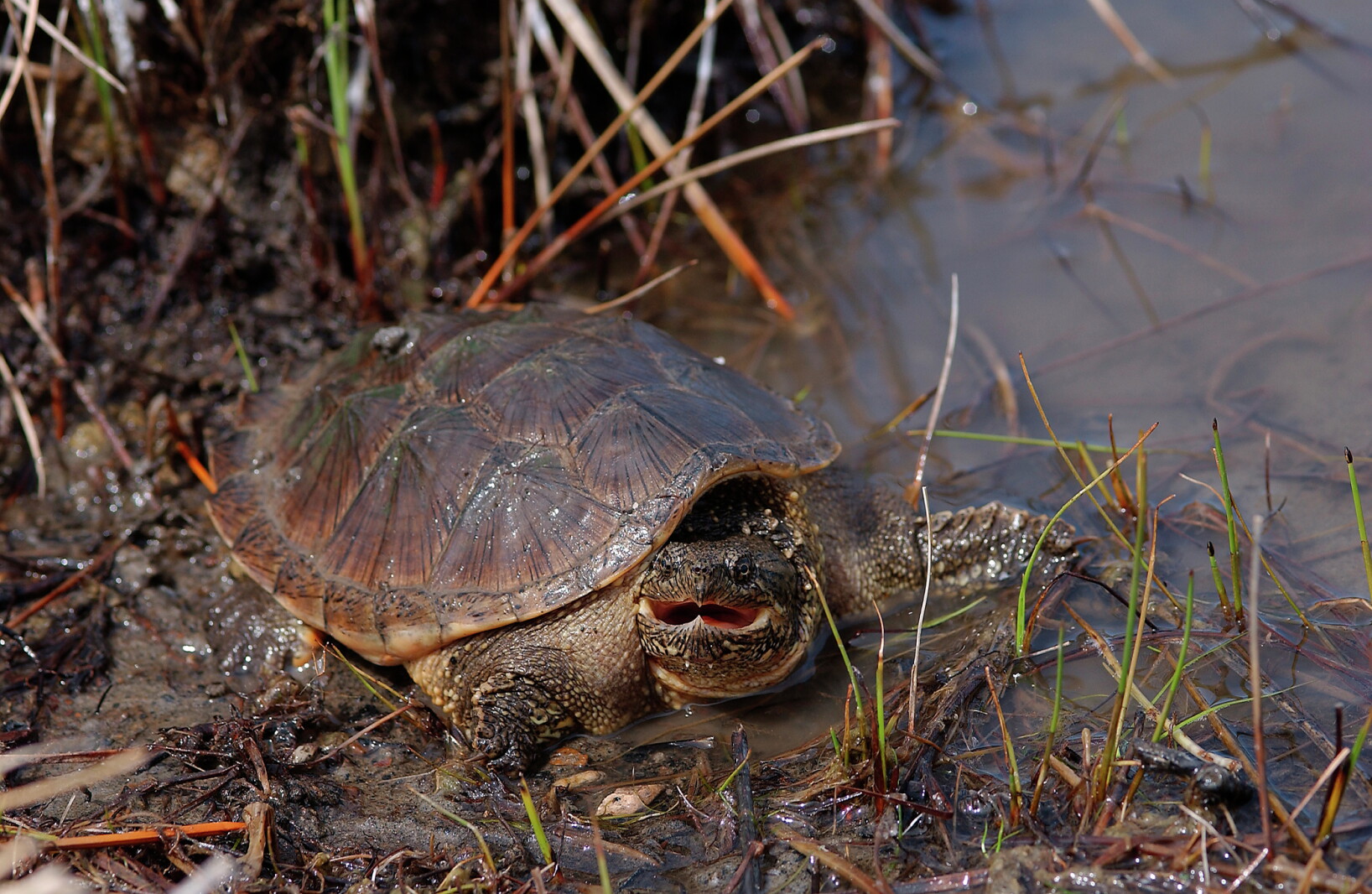 July marks 50th anniversary of turtle racing in Reva