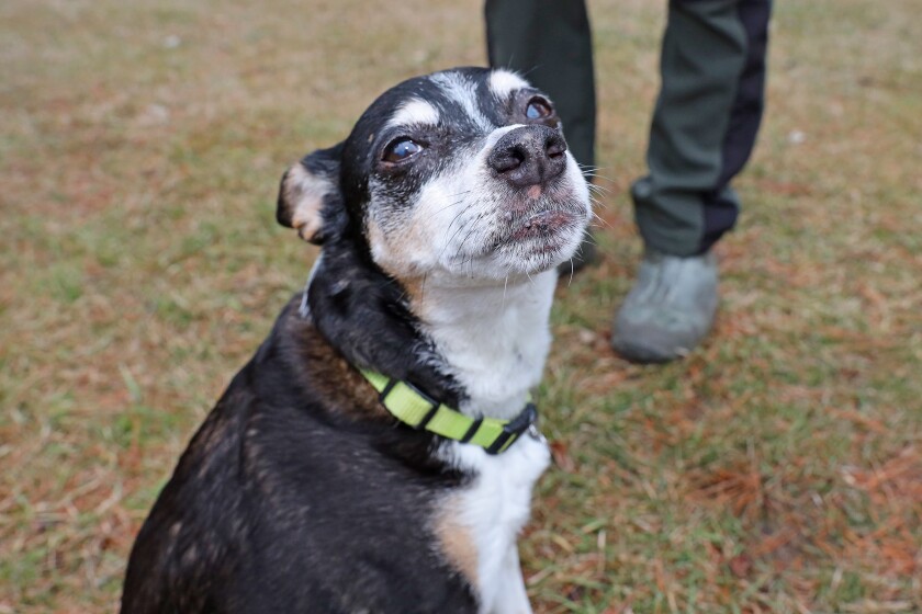 Bear, a 14-year-old rat terrier, enjoys hanging out at the Earth Day Community Fair Saturday, April 23, 2022, at Rotary Riverside Park in Brainerd.