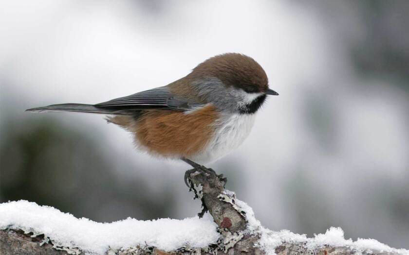 030822-boreal-chickadee-winter-shutterstock.jpg