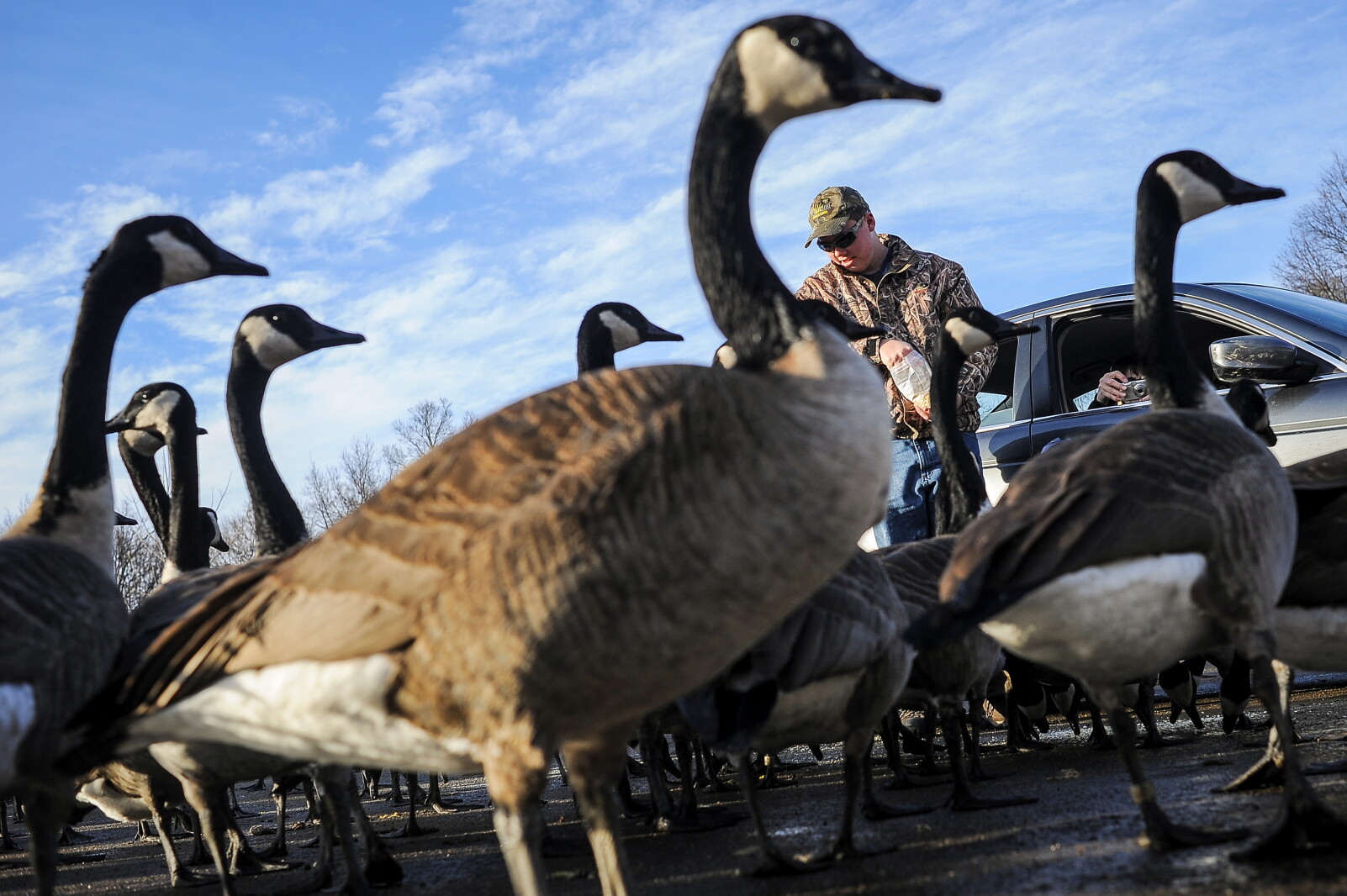 Nine things to know about goose-egg addling in Rochester parks - Post ...