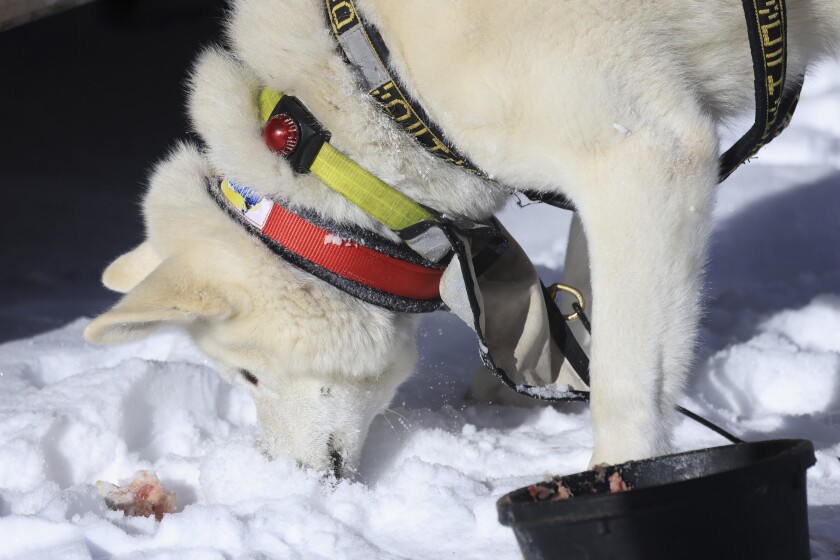 sled dog race