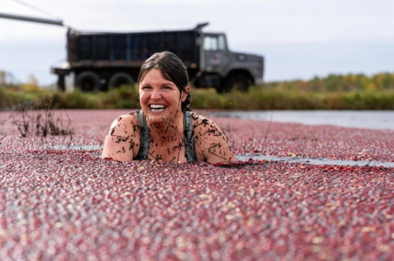 Crannonball! Visitors jump into the harvest at the state's only cranberry farm