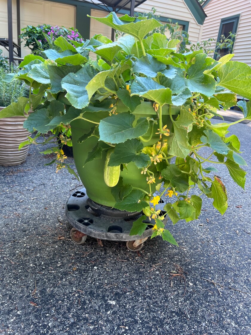Cucumber planted in a pot on a driveway in Willmar, July 2022