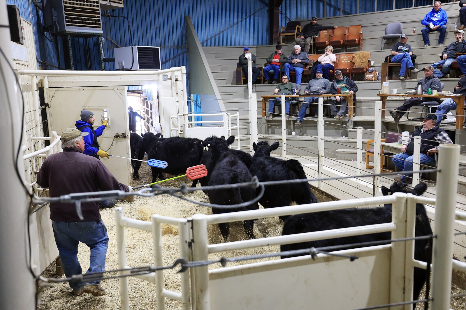 Cattle market seeing increased success amid other agricultural challenges in the state