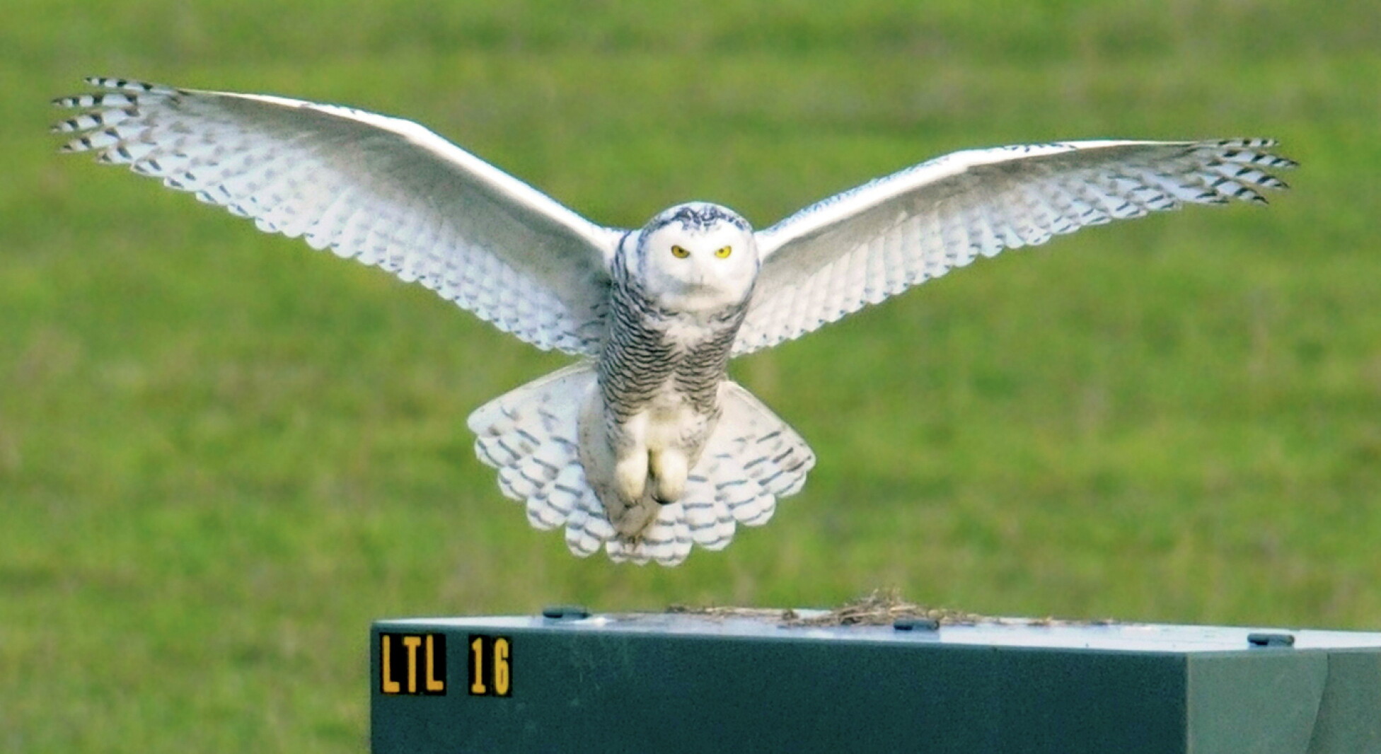 Snowy owls spotted in Minnesota - Jamestown Sun | News, weather, sports from Jamestown North Dakota