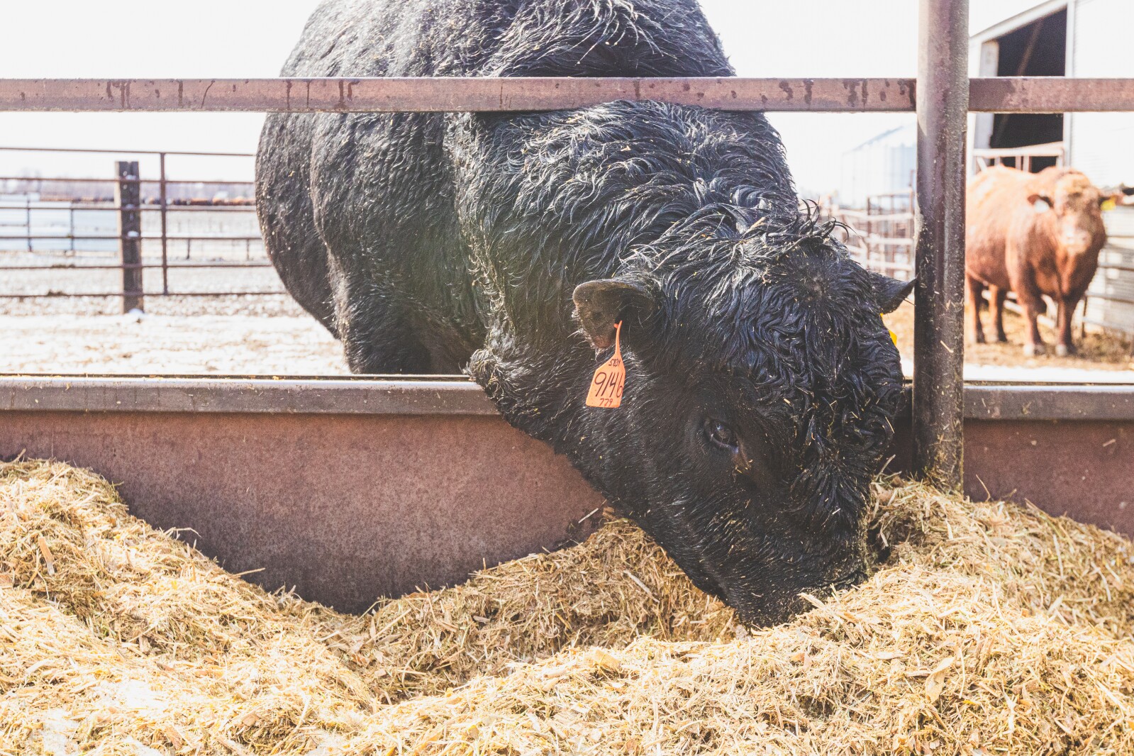 GronsethCattleFarm-48.jpg