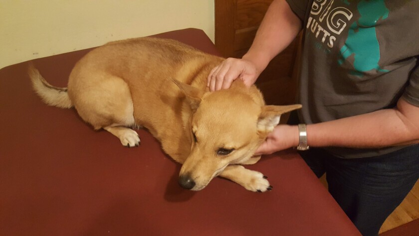 101021.B.FF.MUTT MASSAGE-shiba.jpg