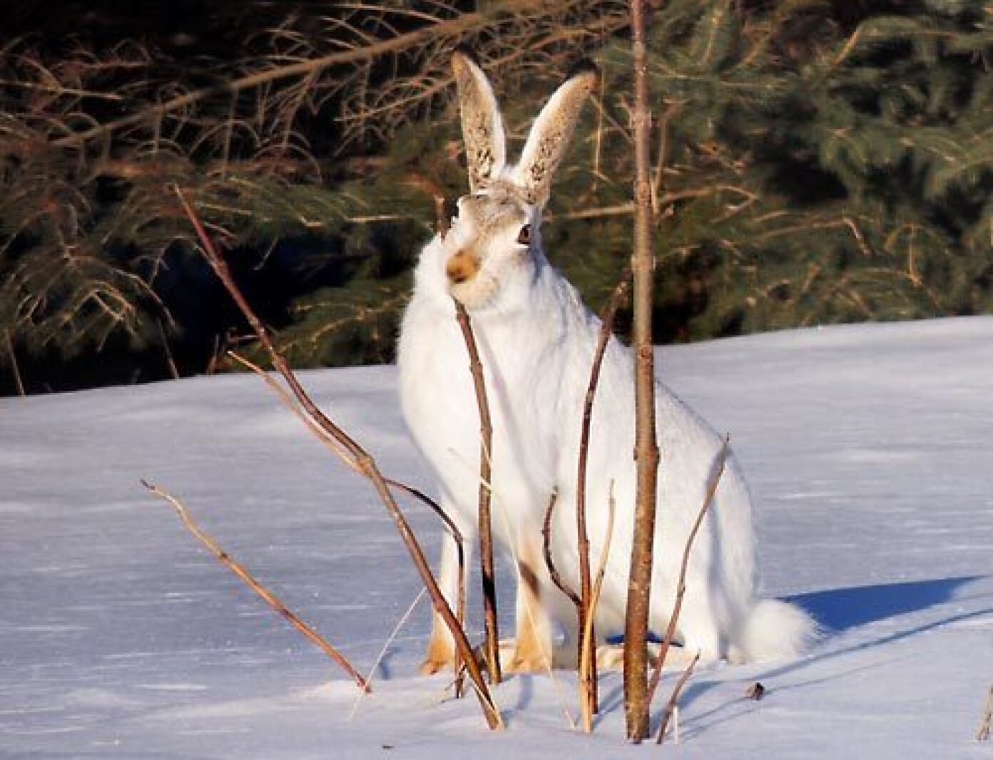 Photo of the Week: Jack rabbit - Alexandria Echo Press | News, weather ...