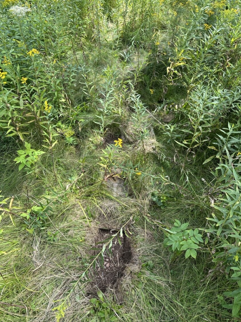 A line of concrete pavers, one removed, in an overgrown field.