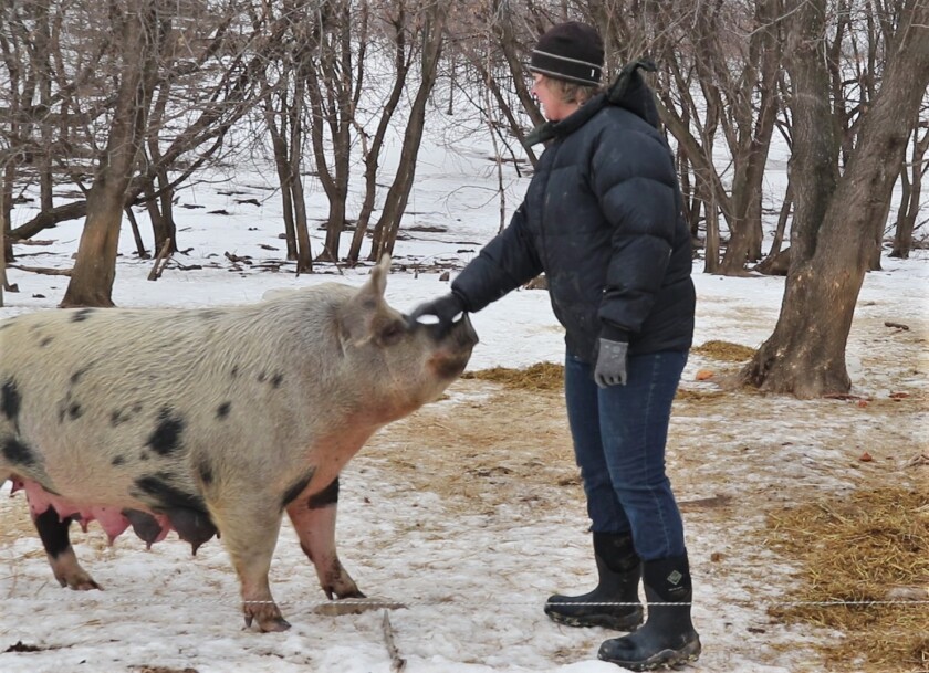 Tripp petting sow.jpg