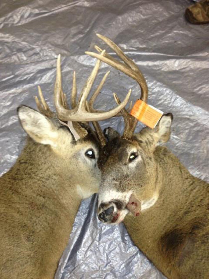 Randy Schaley shot one deer with a bow