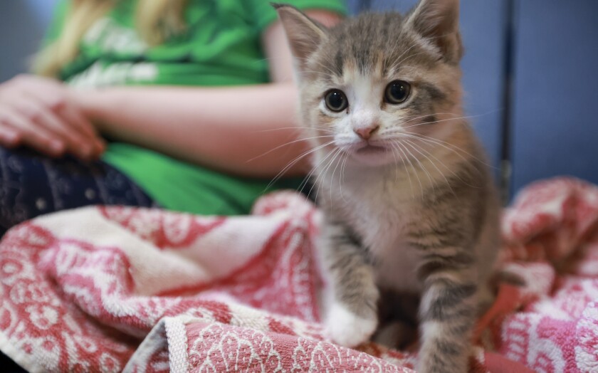 061521.F.DNT.ANIMALCAMP.C02.jpg