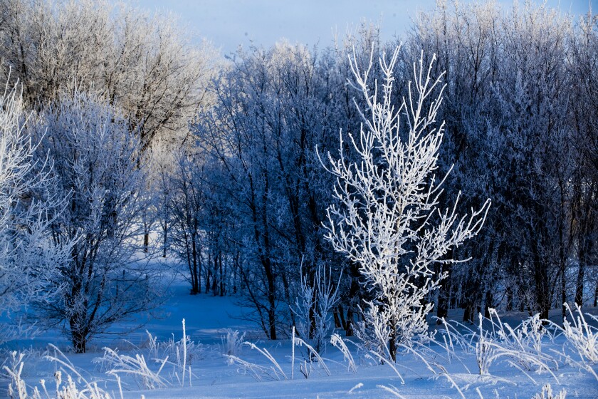 Hoar frost 012423 005.jpg