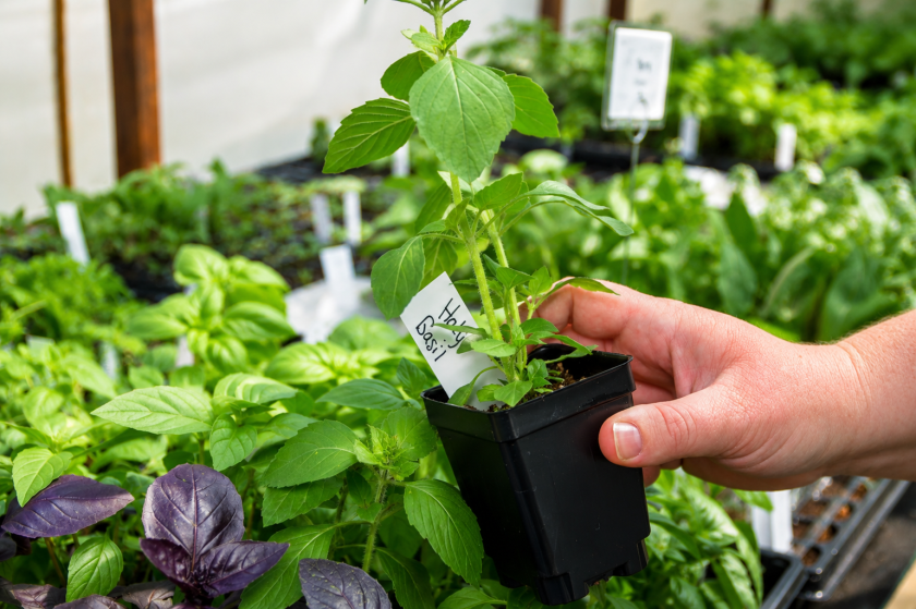 A hand holds a potted holy basil plant inside the Heart River Garden Co greenhouse near Carson.