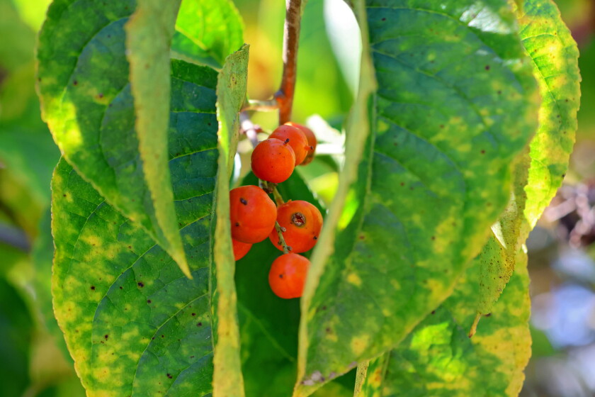 Fall Berry Color A different kind of fall color - Brainerd Dispatch | News, weather ...