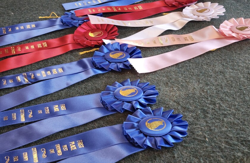 Ribbons are laid out in preparation for the Household Cat & Kitten Show to begin on Wednesday, Aug. 10, 2022, at the Jesse Oleson Pavilion during the Cottonwood County Fair.