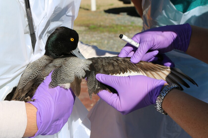 lesser scaup, or bluebill