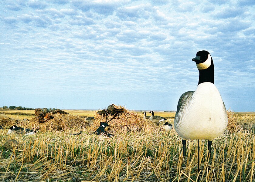 Canada goose