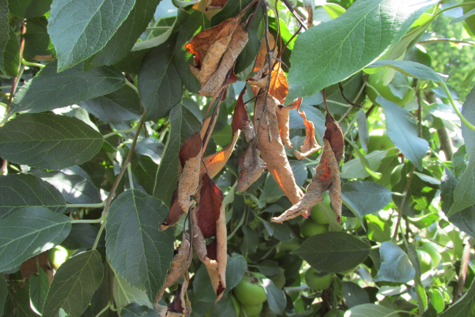 Fire blight can be a deadly infection if left untreated