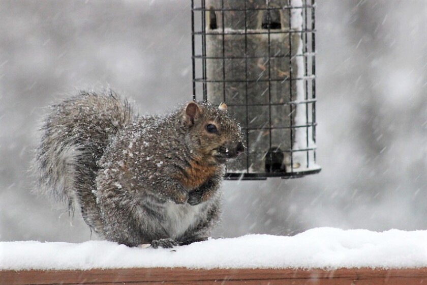 squirrel in the snow.jpg