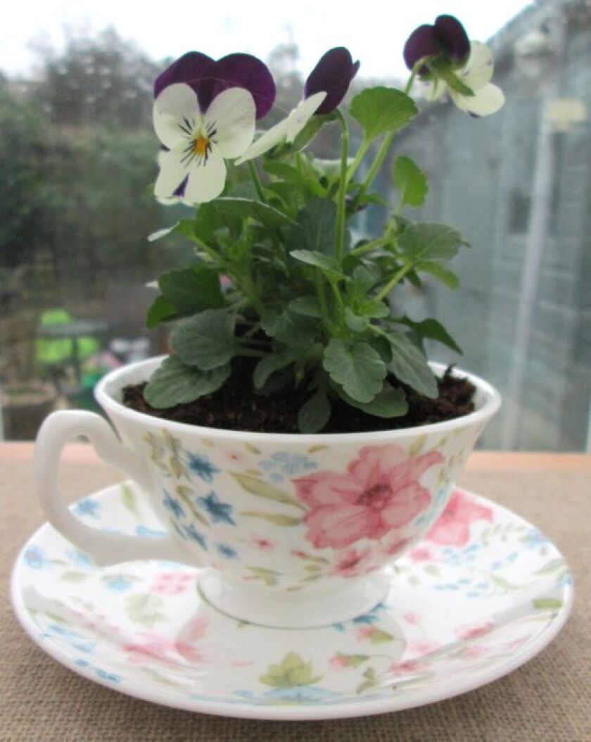 TeaCupGarden.jpg