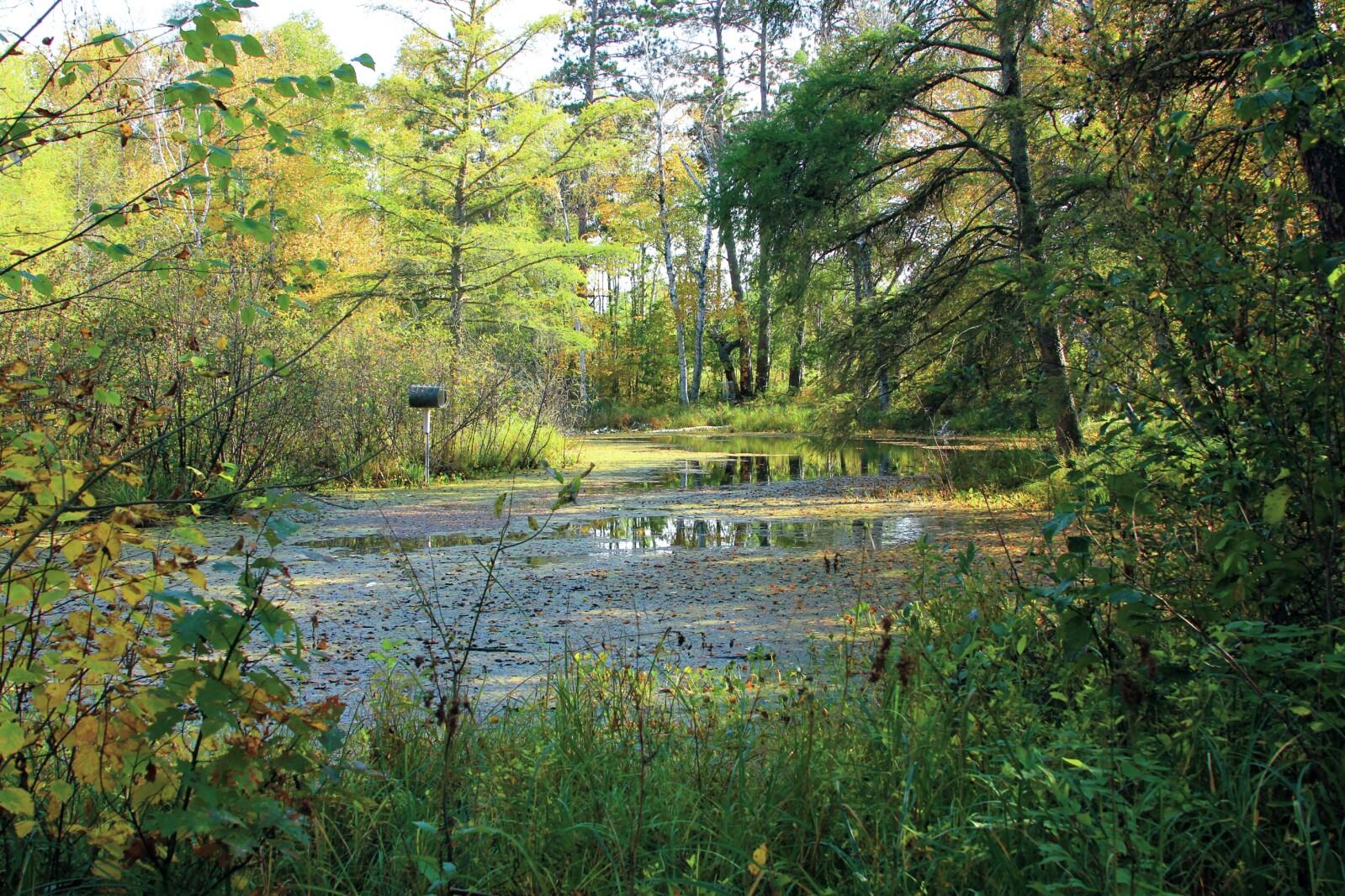 Pine River-Backus School forest is valuable asset - Pine and Lakes Echo