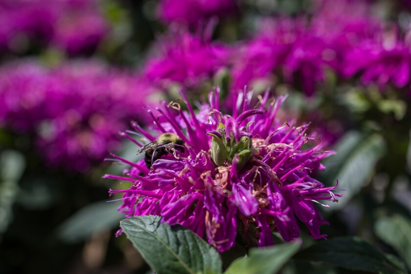 Edible Flowers