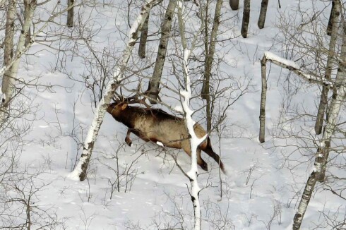 Elk survey photo.jpg