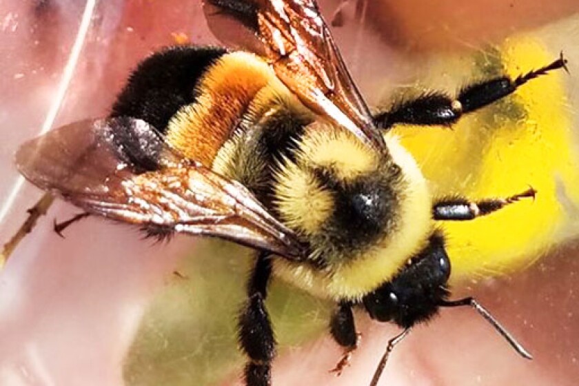 Trott column: Rusty patched bumblebee becomes a household name ...