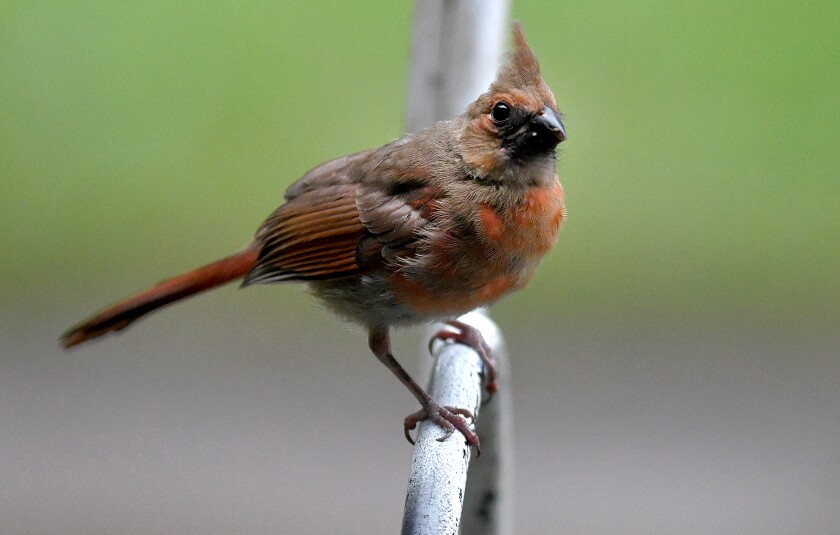 A juvenile Northern Cardinal looks through a window as it sits on a shepherd's hook