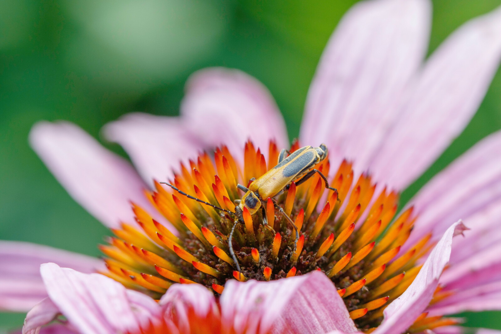 Rapids Insect Insects in your garden? Should you be bugging out? - Park Rapids ...