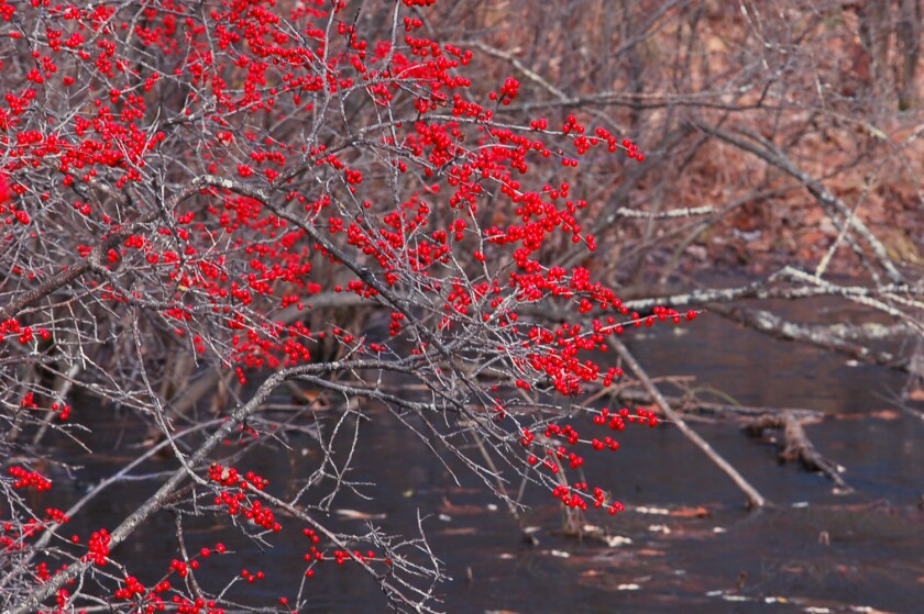 Northland Nature_winterberry holly 2