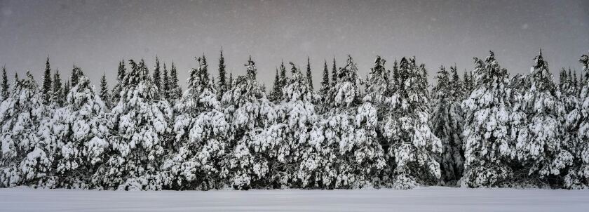 Trees are laden with heavy snow near Gillogly Road in Twin Lakes Township