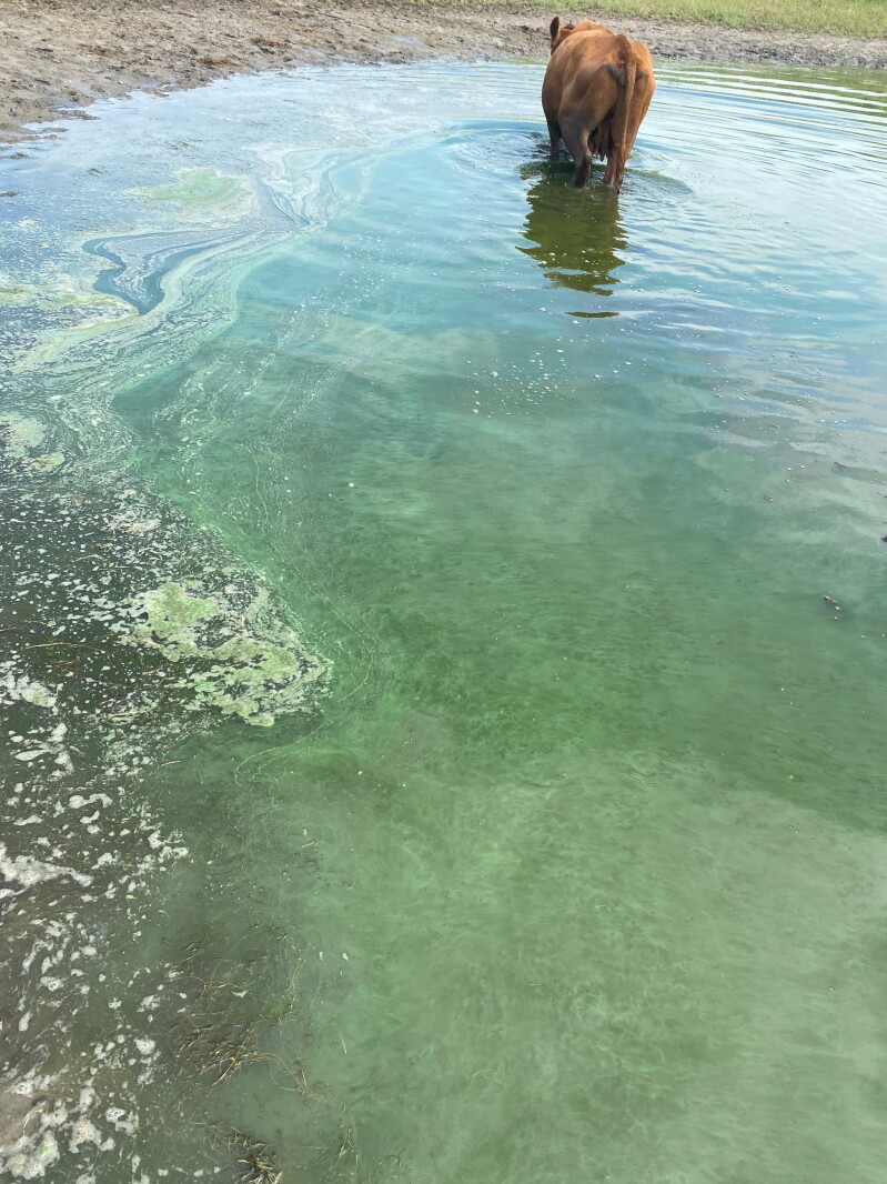 Toxic cyanobacteria season is here