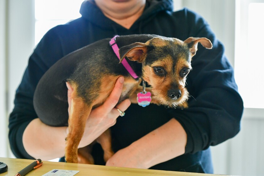 A dog owner holds their dog