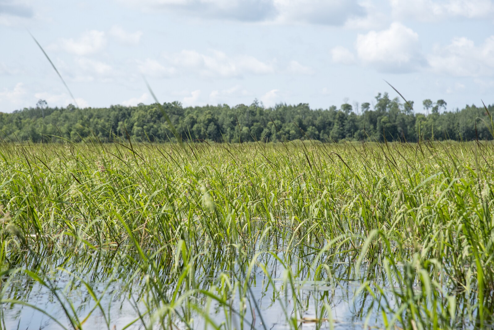 Wild rice season opens soon, but harvesters must ensure rice is ripe