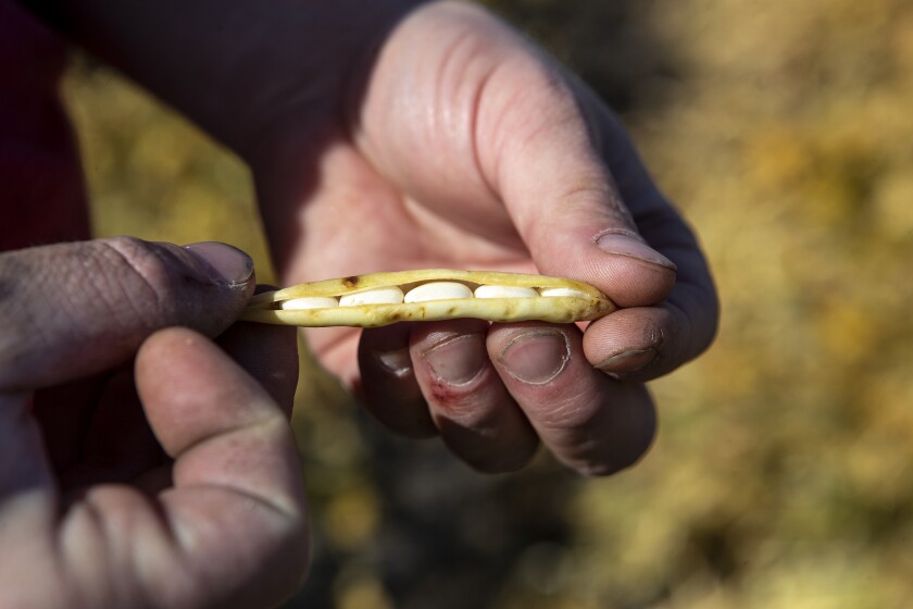 UM bean research 002.jpg