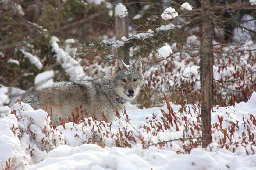 032021.O.DNT.wisconsinwolfC3