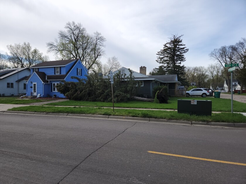 A large pine tree fell in the front yard of this home at the corner of Gilman Avenue and Fifth Street East in Litchfield.