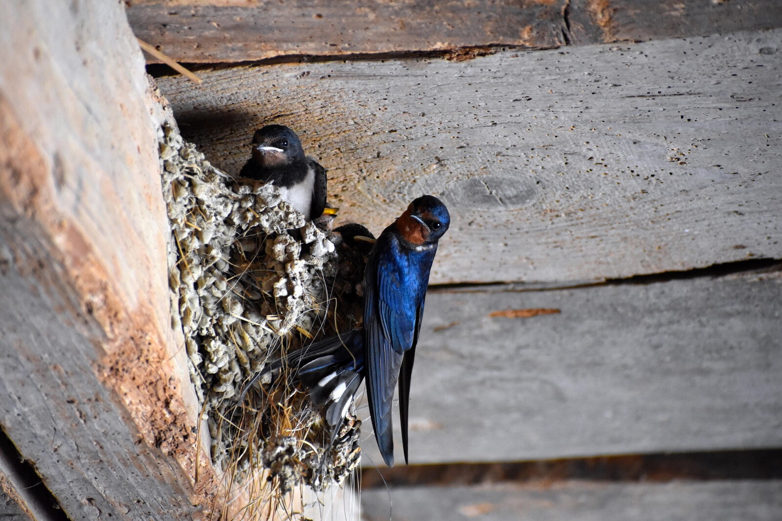 Blane Klemek Outdoors: Many members of the swallow family call Minnesota home