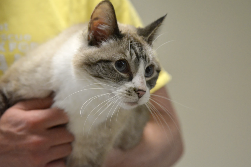 Great River Rescue: Don't abandon animals at shelter - Bemidji Pioneer | News, weather and sports from Bemidji, Minnesota Great River Rescue: Don't abandon animals at shelter - Bemidji Pioneer | News, weather and sports from Bemidji, Minnesota