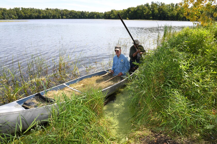 Wild ricing weathers poor season after torrential rainfall