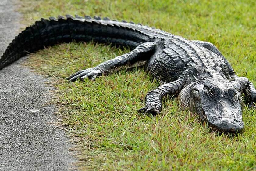 Are There Crocodiles in Minnesota