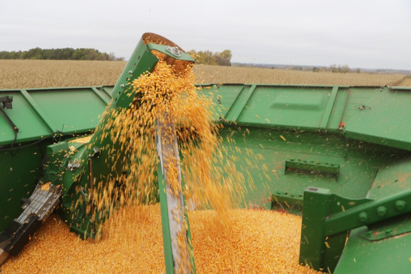 102521.AG.CropStopHawleyMNCornHarvest05.jpg