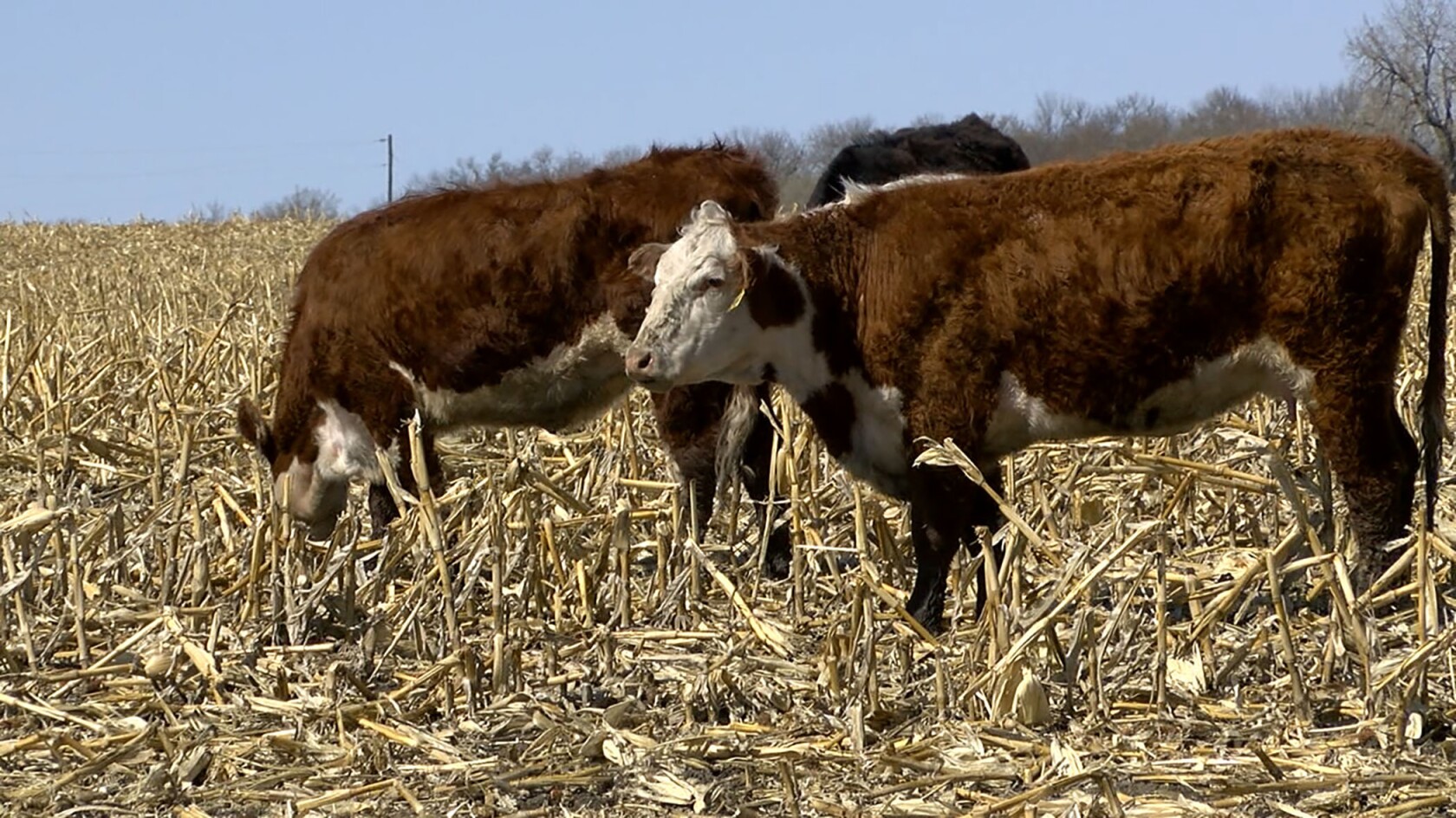 Bale grazing and corn stalk grazing can provide low-labor options for ...