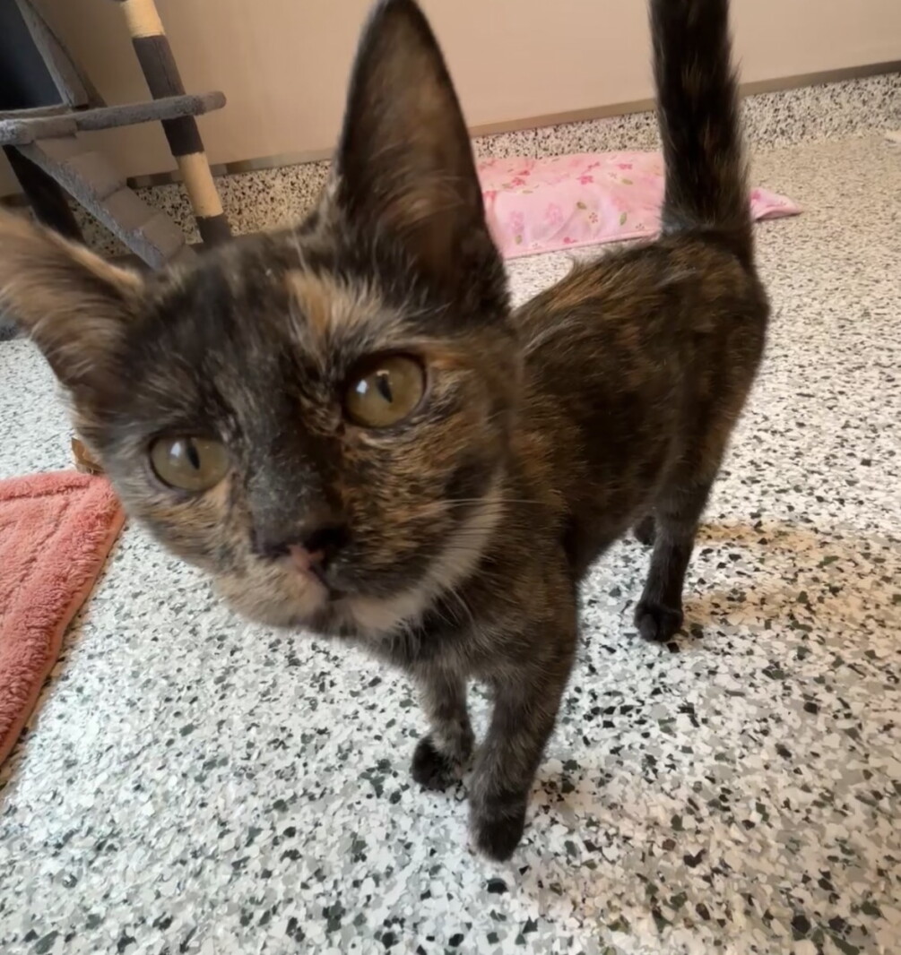 Humane Society of Otter Tail County recognized for compassionate care