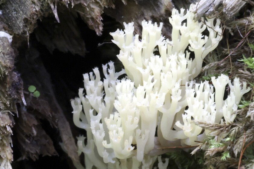 Mushrooms.
